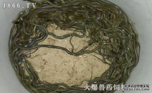 水律蛇養(yǎng)殖新技巧揭秘，高效養(yǎng)殖方法與實(shí)用操作指南