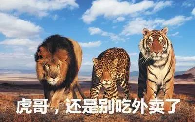 最新虎獅，學(xué)習(xí)變革的力量，自信與成就感的崛起之路