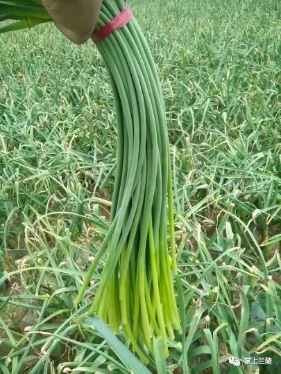 最新蒜苔價格變動，學(xué)習(xí)中的自信與成就感的源泉