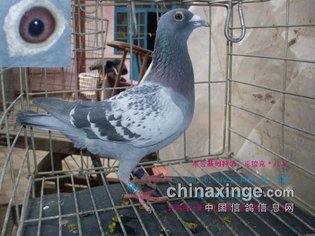 最新臺鴿翱翔夢想，學(xué)習鑄就自信之翼