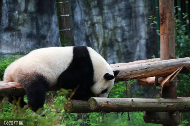 南京熊貓最新動態(tài)揭秘，如何獲取最新消息？